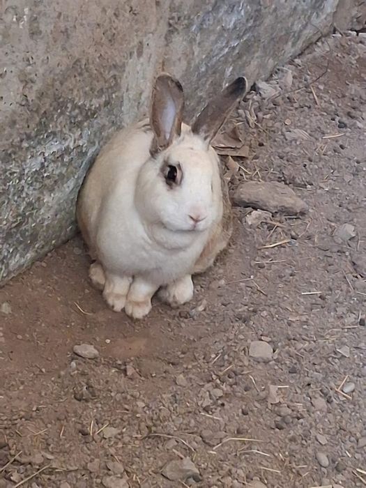 Қояндар, парода великан