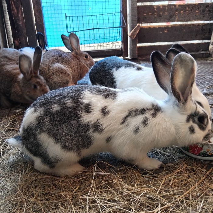 Продам случиных кролих