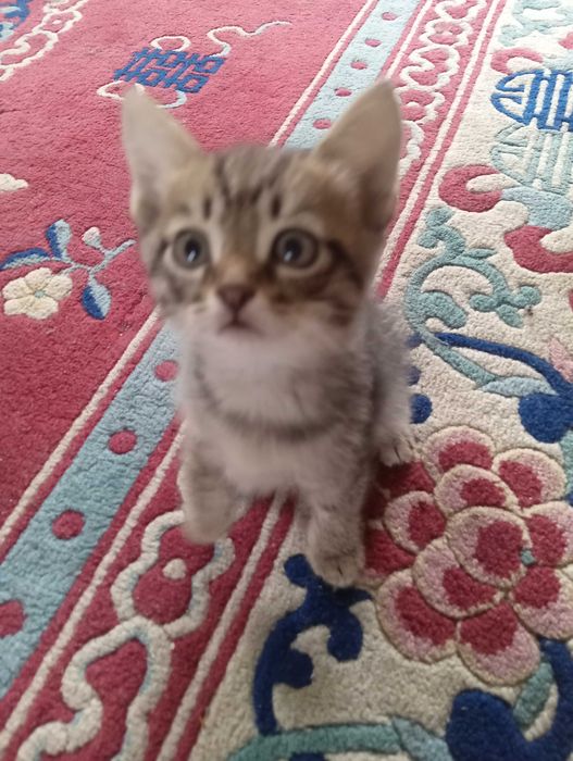 отдам котят , приучены к горшку