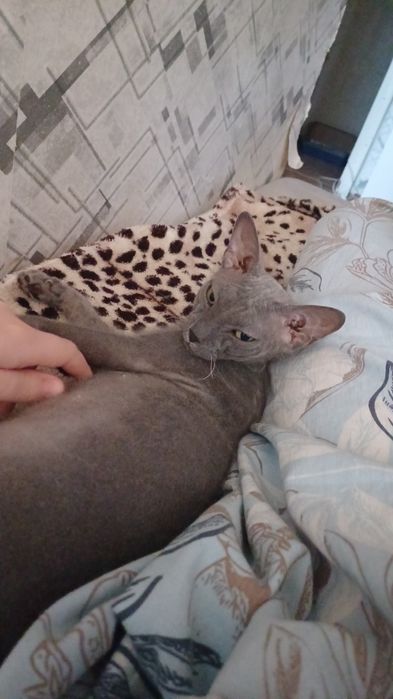 Ищем кота сфинкса для вязки