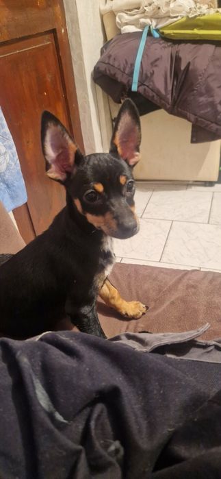 Черен женски пинчер на 3 месеца