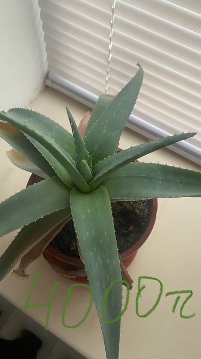 Алоэ вера лечебная