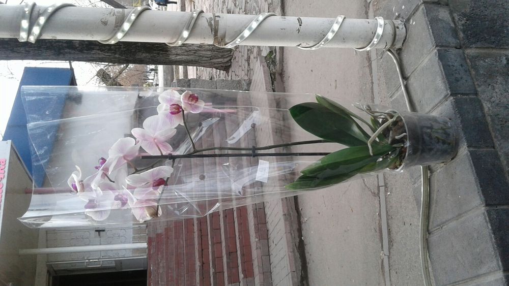 Продаем комнатные цветы