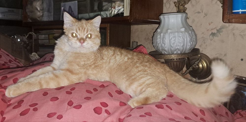 Британский котёнок, 6 месяцев, кремовый табби