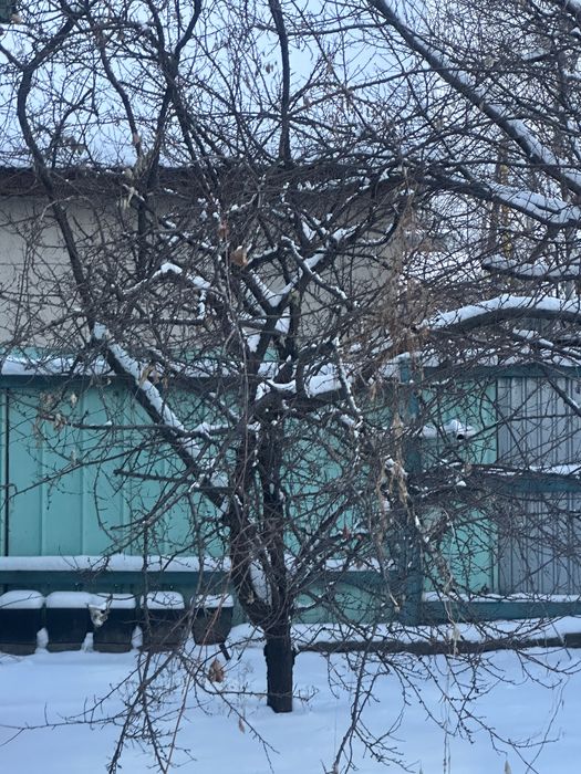 Обрезанные деревья даром