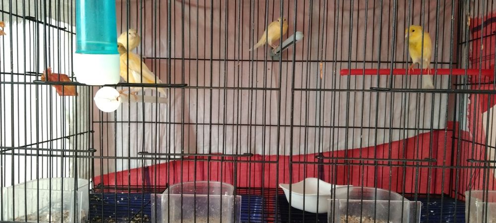 Kanarekalar sotiladi