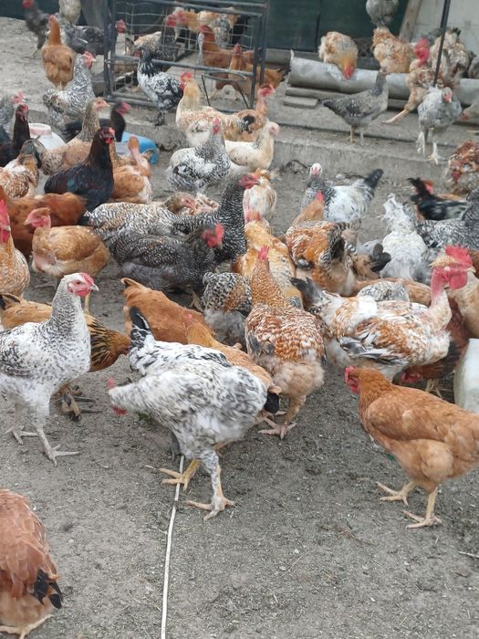 Vand cocosi de tară.