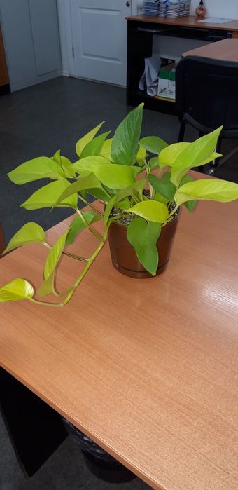 Эпипремнум   неон