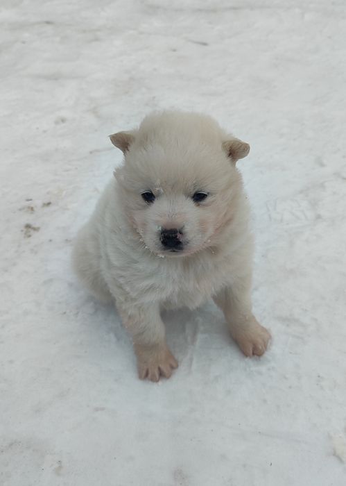 Продам щенков хаски