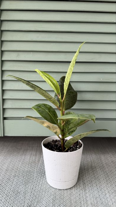 Фикус  Шривериана