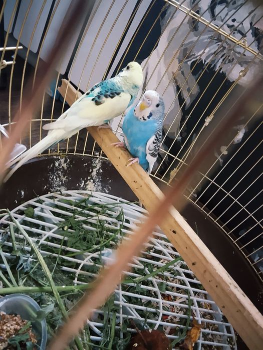 Волнистый попугайлар сатылады .