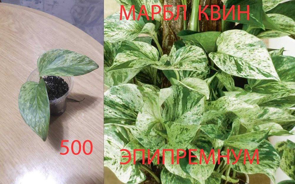 Комнатные   цветы