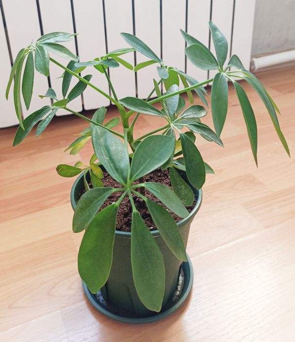 Шеффлера(Schefflera arboricola).