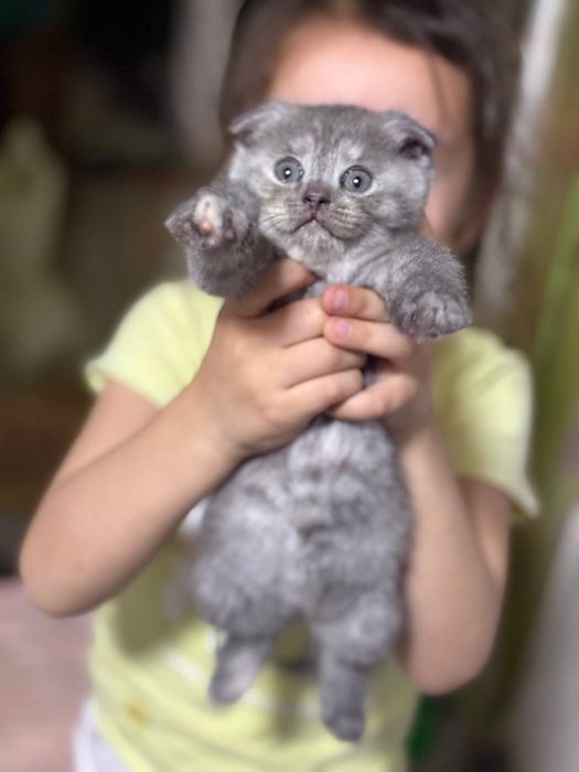 Продаю котят скотишь фолд и страйт
