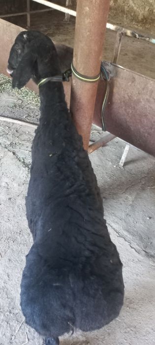 Кузи кучкорча сотилади