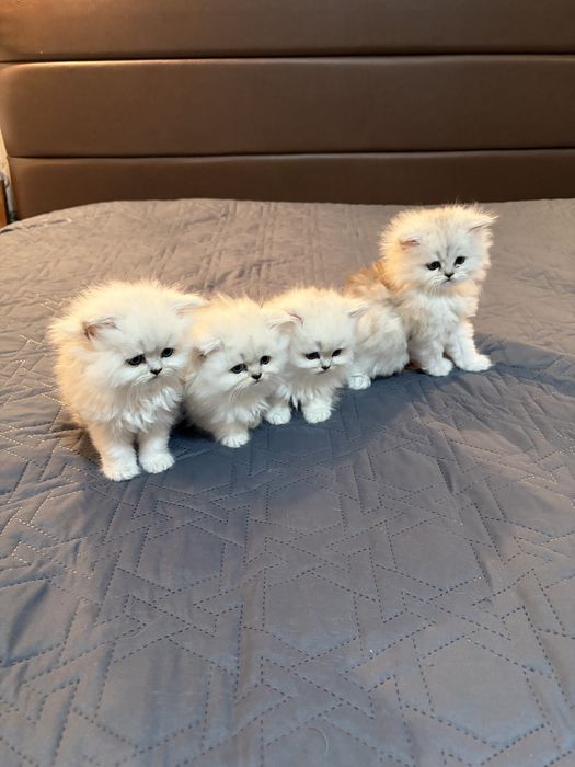 Персийски котенца , цвят сребърна чинчила