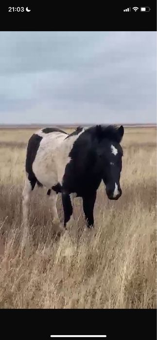 Айғыр сатылады