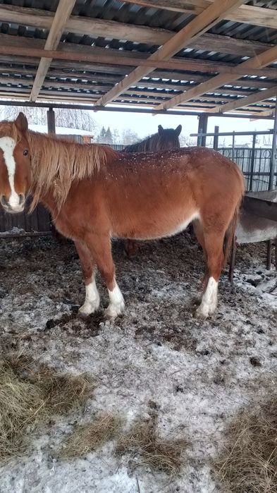 Продам жеребых кабыл