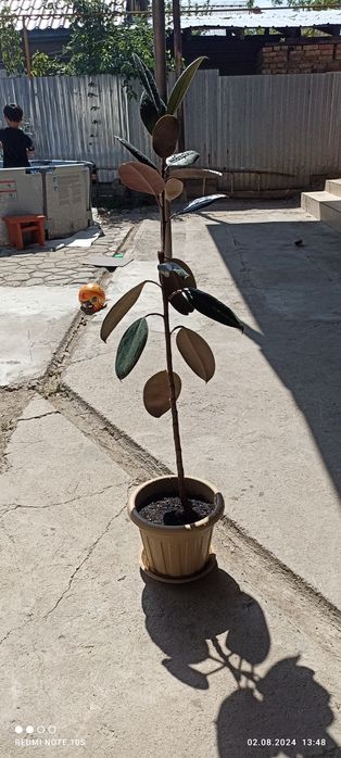 Продаем фикусы черный принц