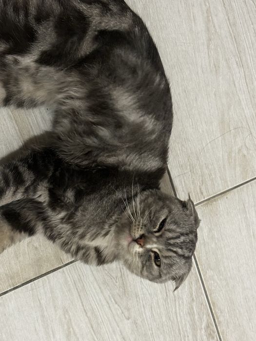 нашли кота, Кокшетау