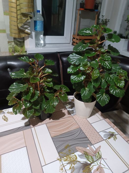 Комнатные цветы Бегония