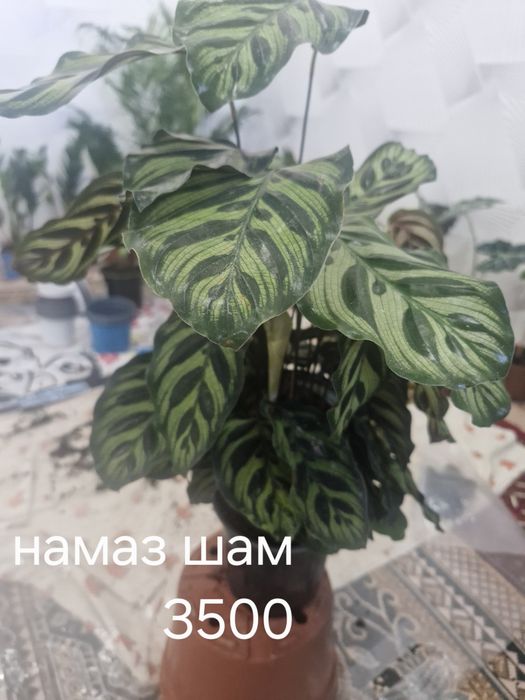 Бөлме гұлдері арзан