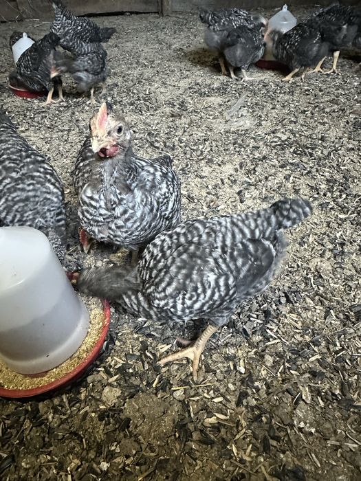 Пилета Australorp / Barred Rock микс