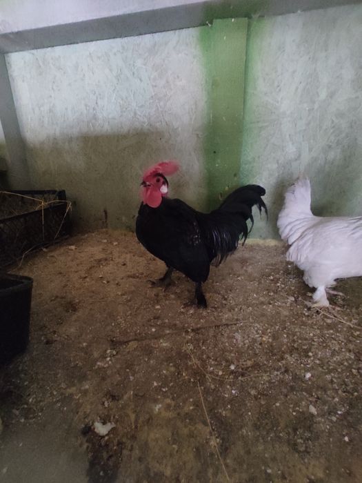 Cocoșel pitic golaș!