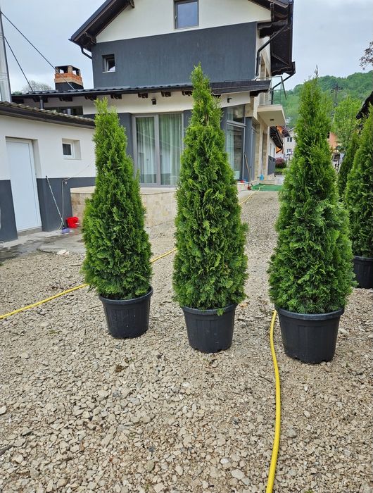 Tuia smaragd de mai multe dimensiuni