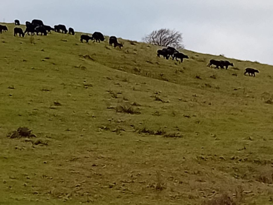 Vând bivol românesc