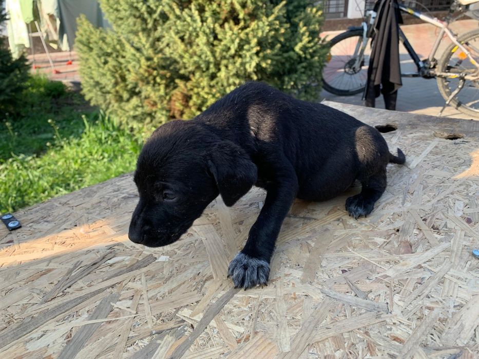 Щенки куртсхар 1месяц