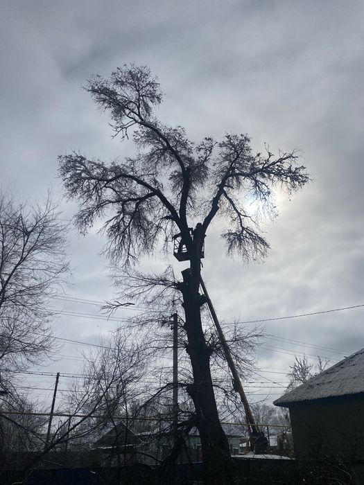 Спил деревьев Алматы Алм.обл