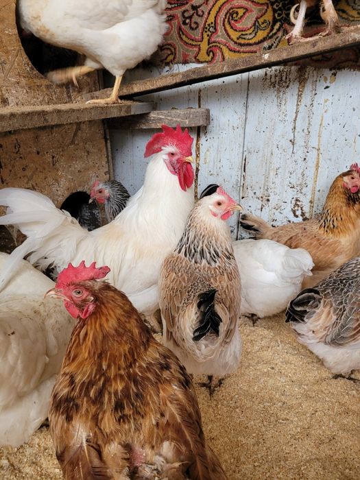 Продам домашних петухов. 5.000