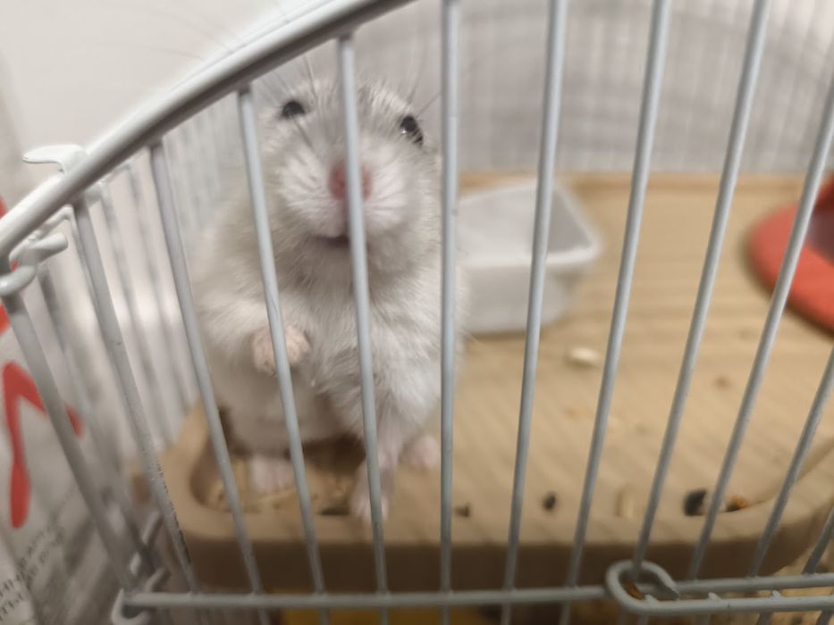 Хомяк с  клеткой