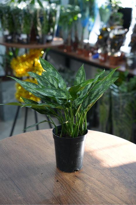 Комнатное растение: Аглаонема Мария