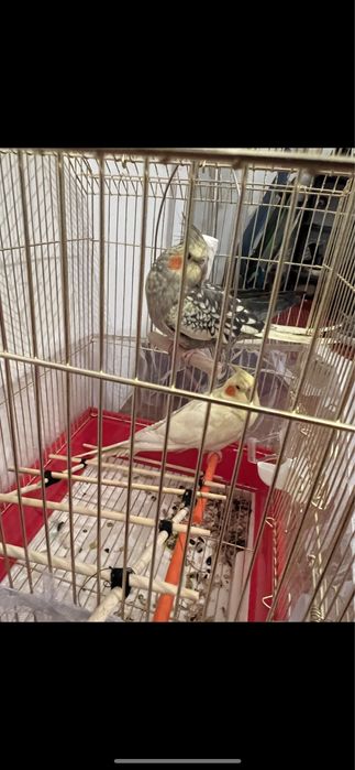 Попугай Корелла пара +корм