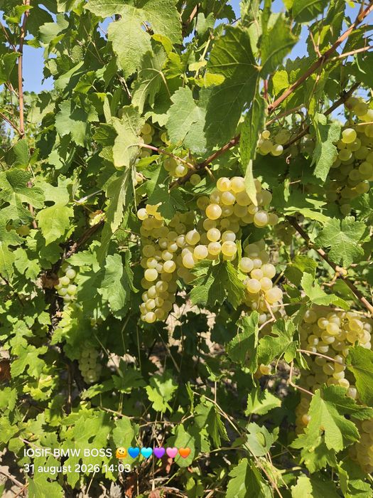 Vând struguri de vin