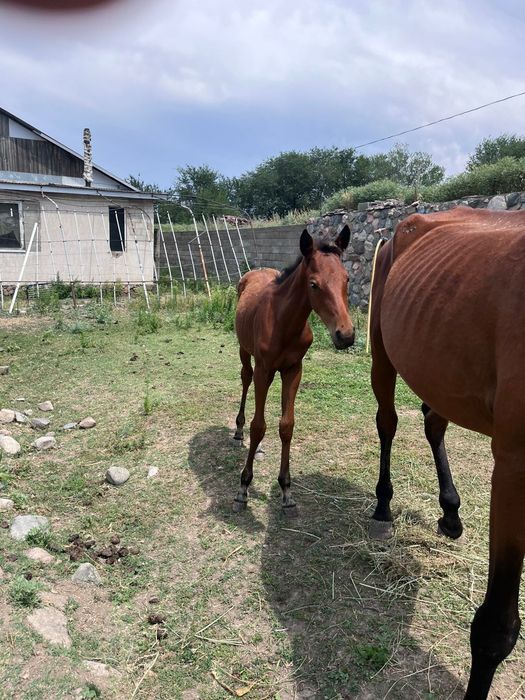 Продам лошадей породистые