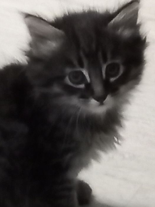 Котята мальчики в добрые руки