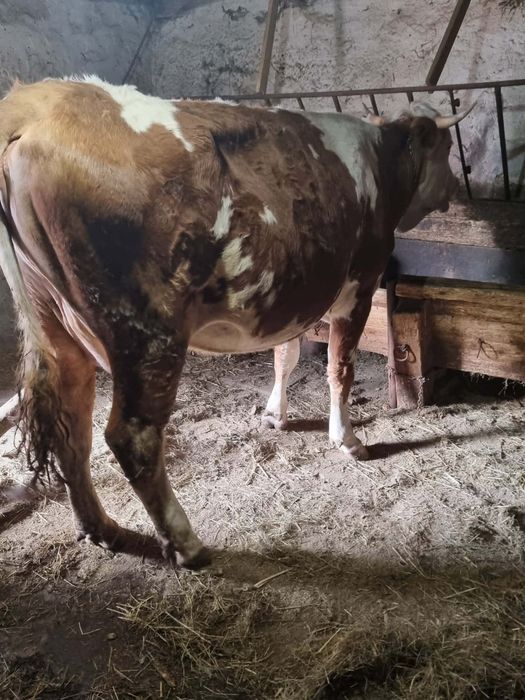 Vacă gestantă de vânzare