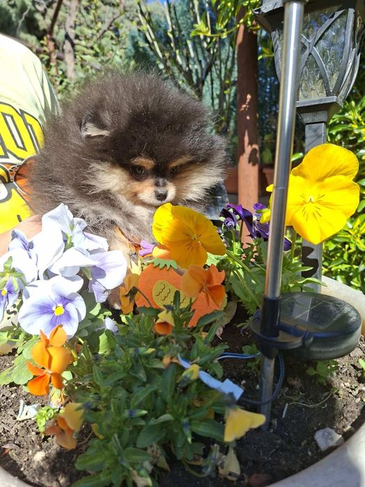 Померан момченце