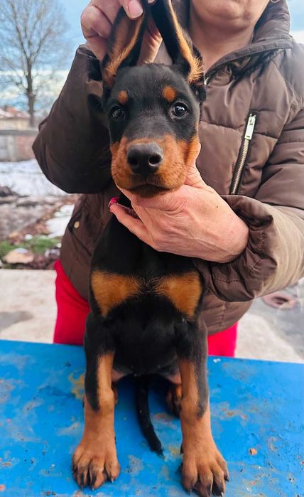 Доберманчета с родословни родители