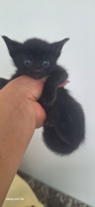 Красивые котята в добрые руки