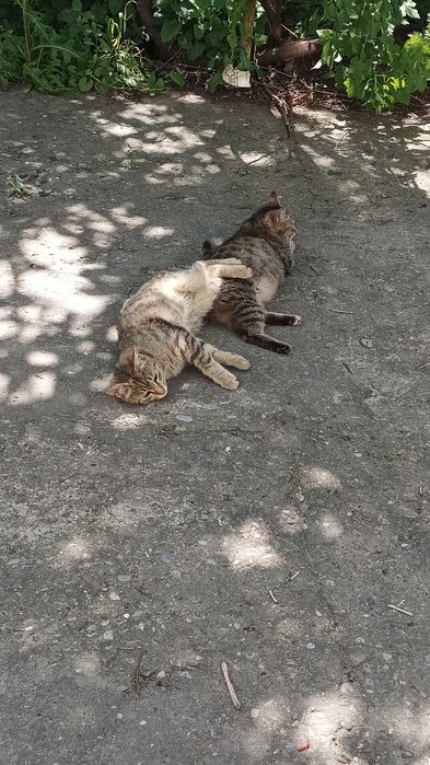 Кошка кот 1 год.