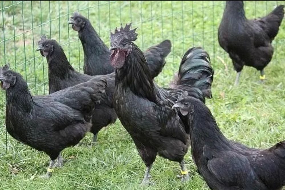 ИЯ Ухейилюй продам