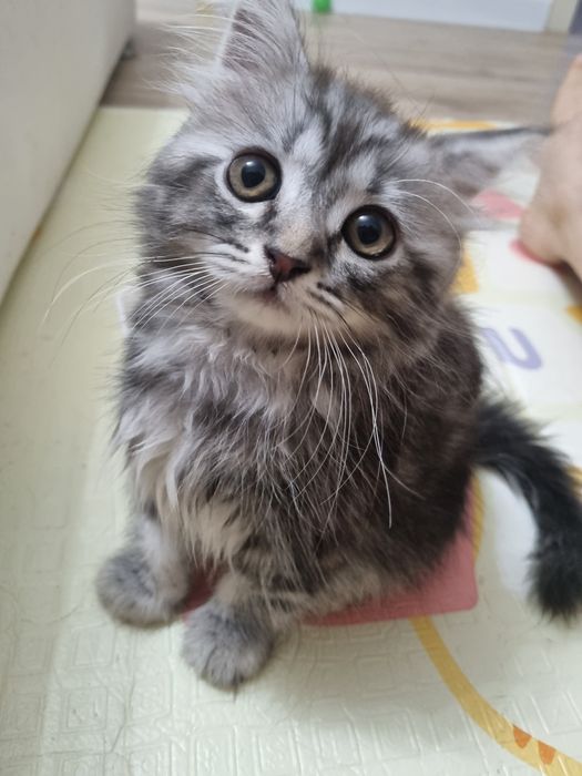 Шотландец мальчик продам добрым людям