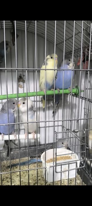 Papugayla sotiladi maladoy 10 ta bor