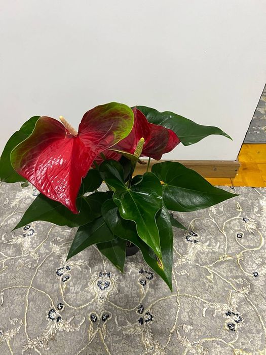 Антюрум гигант сорт