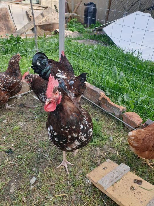 Schimb cocos Sussex Portelan