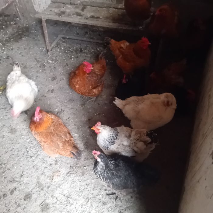 Vând oua gasca alba și gaina